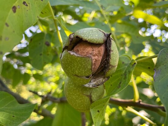 Persian walnut (Juglans regia)